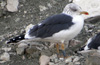 juvenile LBBG, ringed in the Netherlands.